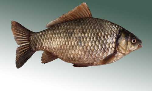 Crucian Carp