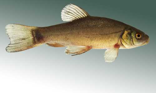 Tench